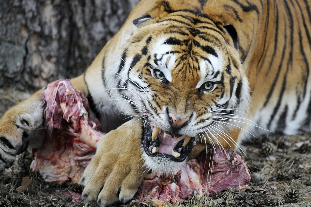 A tiger defends his piece of meat on July 8, 2009 at the Serengeti-Park animal park in Hodenhagen, northern Germany. Eight tigers, seven females and this male, were brought in October 2008 from a bankrupt zoo in Portugal to the German zoo and saved from starvation. The animals weighed only beween 120 and 130 kilogrammes each, as the average weight for tigers is 250kg. The animals now recovered and were presented for the first time to the public on July 8.   AFP PHOTO  DDP/ NIGEL TREBLIN        GERMANY OUT (Photo credit should read NIGEL TREBLIN/AFP/Getty Images)